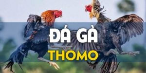 Đá gà thomo