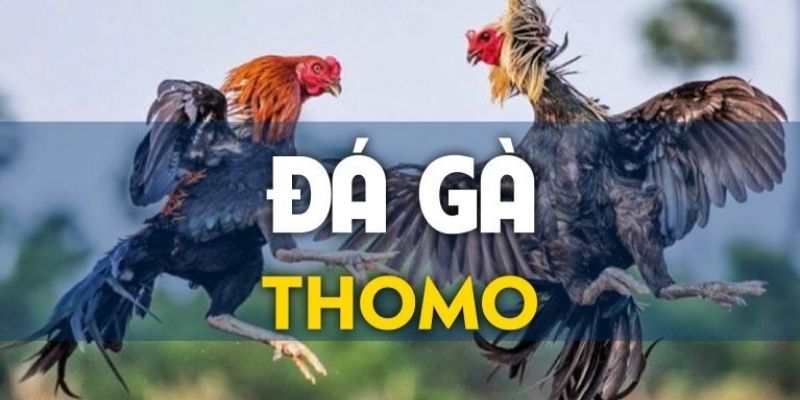 Đá gà thomo