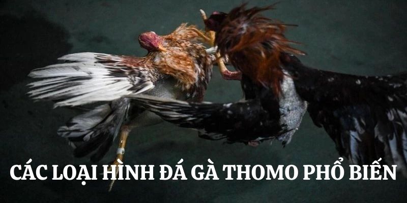 Những loại hình đá gà đặc sắc nhất tại Thomo 